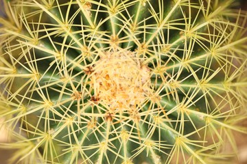 Closeup of a giant castus plant. 