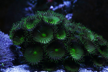 Obraz na płótnie Canvas blur dark green button corals background