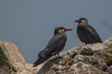 Zwei Inka Schwalben auf den Balestas-Inseln