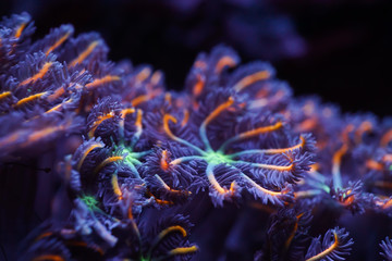 blur colorful purple, orange and green clove corals in black background