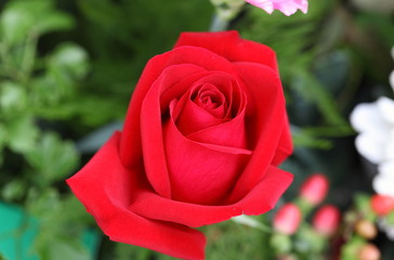 Single red rose isolated on garden background 