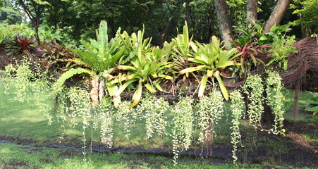Bromeliad and Fern on Tree 
