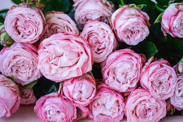 Peony pink roses on a pastel background close-up.
