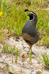 Vogel