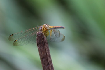dragonfly wallpaper and background,stock photo