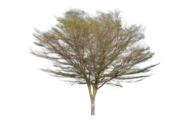 Tropical tree isolated on a white background