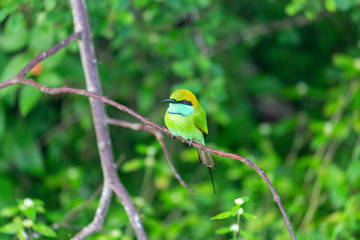 Yala National Park 4