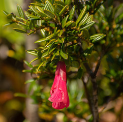  Nationalblume: Chilenische Glockenblume (Lapageria rosea) © Bernd