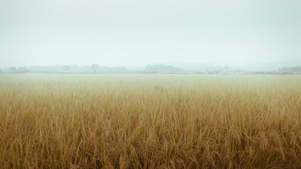 Minimalist Landscape Scene