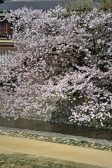Obraz na płótnie Canvas 河原の桜
