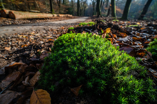 The common hairy moss (Polytrichum commune) belongs to the Polytrichaceae family, Moss species is called Star Moss, (Mnium hornum).