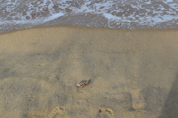 seashells on the beach