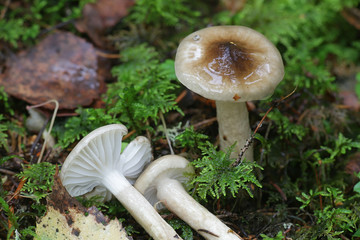 Hygrophorus olivaceoalbus, known as the olive wax cap, wild mushrooms from Finland