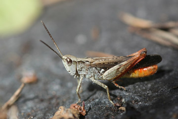 Chorthippus brunneus, known as the common field grasshopper