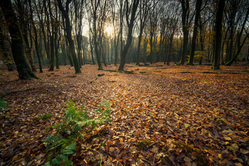 Fototapeta na wymiar Morning view in an autumn forest with sunburst and foggy rays