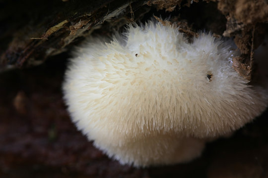 Postia ptychogaster, known as the powderpuff bracket, wild fungi from Finland
