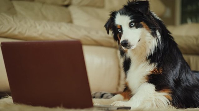 Funny dog looks carefully at laptop screen