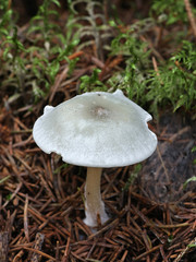 Clitocybe odora, known as the Aniseed Toadstool or Aniseed Funnel Cap, wild mushrooms from Finland