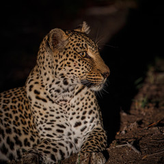 Fototapeta na wymiar Leopard in the night in Sabi Sands Game Reserve in the greater Kruger Region in South Africa