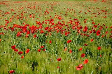 field of poppies