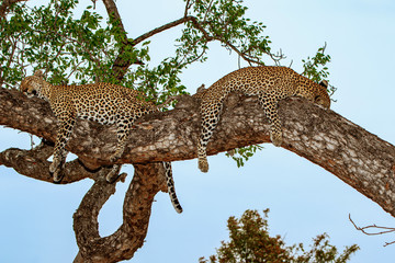 Leopard in a tree Sabi Sands Game Reserve in the greater Kruger Region in South Africa