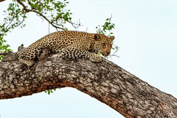 Leopard in a tree Sabi Sands Game Reserve in the greater Kruger Region in South Africa