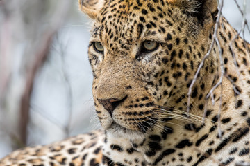 Leopard portrait of a big male in Sabi Sands Game Reserve in the greater Kruger Region in South Africa