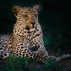 Leopard in the night in Sabi Sands Game Reserve in the greater Kruger Region in South Africa