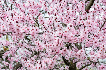 Close of many delicate pink flowers on branches of Prunus cerasifera decorative tree in a garden in a sunny spring day, beautiful outdoor floral background, sakura