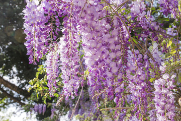 Wisteria purple flowers blooming in spring