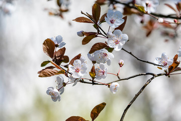 Close up of a branch with white cherry tree flowers in full bloom with blurred background in a garden in a sunny spring day, beautiful Japanese cherry blossoms floral background, sakura