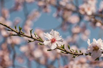 Fototapeta na wymiar Almond tree springtime blossom detail