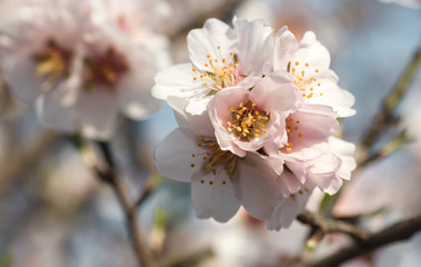 Almond tree springtime blossom detail