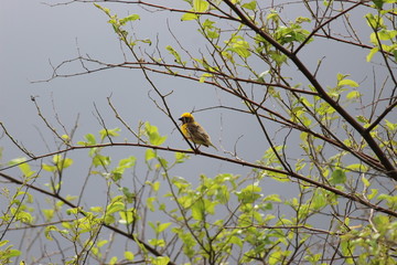 beautiful yellow sparrow sitting on the tree and see the rainy environment,