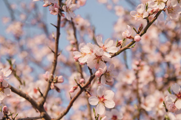 Almond tree blossom in early spring