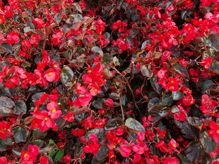 Red flowering begonia plants in summer