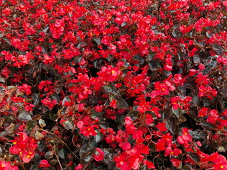 Red flowering begonia plants in summer