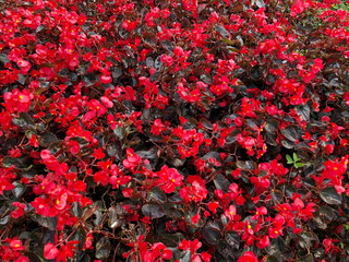 Fototapeta premium Red flowering begonia plants in summer