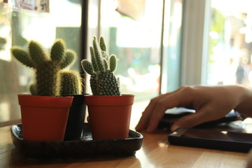 Little cactus plant decorating an office desk to create a touch of nature in the workplace