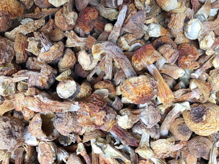 Close up of dried mushrooms top view