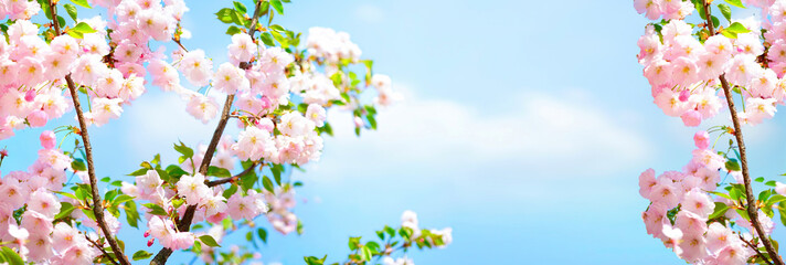 Branches blossoming cherry on background blue sky and white clouds in spring on nature outdoors. Pink sakura flowers, amazing colorful dreamy romantic artistic image spring nature, banner format. - obrazy, fototapety, plakaty