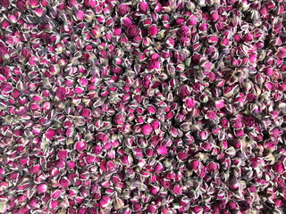 Dried small rosebuds for herbal tea. Pink colored dry roses.