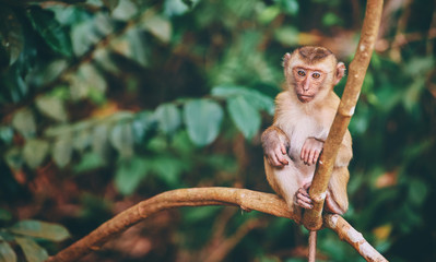 Cute little monkey sits on the tree