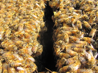 bee hive bees