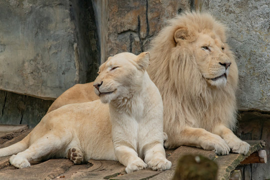 a male and female white lion lie relaxed side by side on a wooden platform - Powered by Adobe
