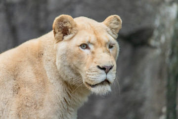 Portrait or silhouette of a white lion