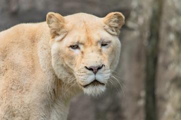 Fototapeta na wymiar Portrait of a white lion
