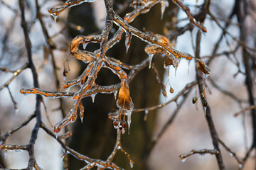 Iced branches with leaves and berries in winter