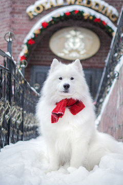 Samoyed dog with a red scarf