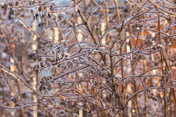 Dry plants in ice in the winter time in the forest